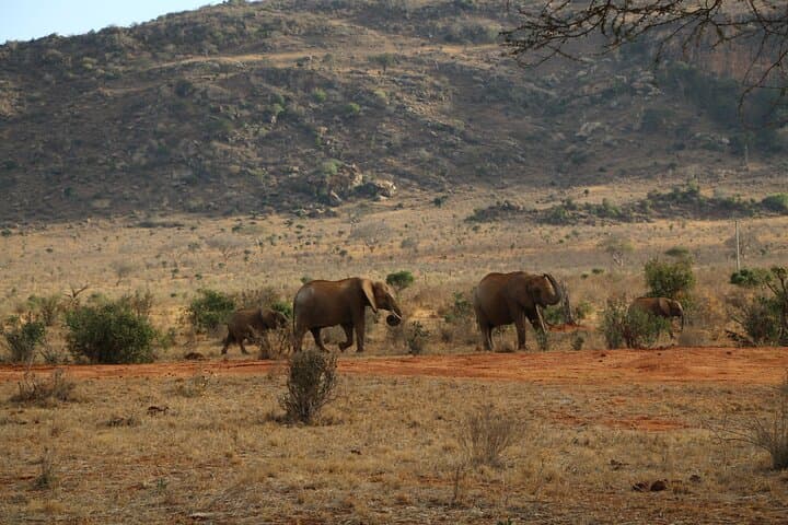 5-Day Safari: Tsavo East & West with Salt Lick from Mombasa photo 3