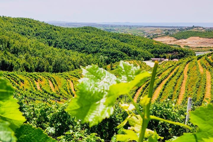 Durres Vineyard Day Trip: Wine Tasting and Lakeside Boat Tour Near Tirana
