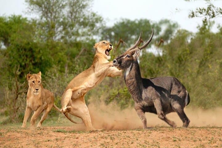 3-Day Maasai Mara Group Safari: Big Five, Wildebeest Migration & Camp Experience photo 2