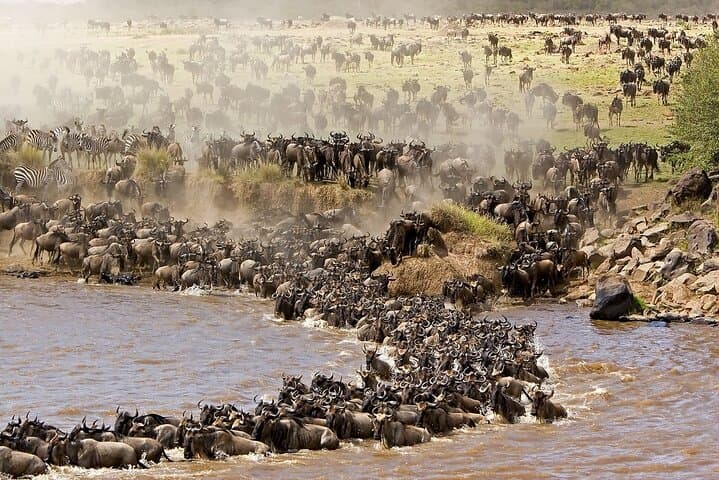 3-Day Maasai Mara Group Safari: Big Five, Wildebeest Migration & Camp Experience