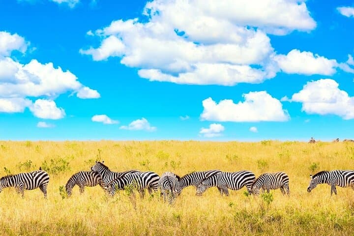 3-Day Maasai Mara Group Safari: Big Five, Wildebeest Migration & Camp Experience photo 3