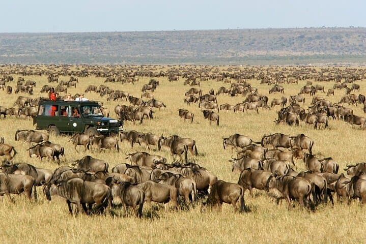 3-Day Maasai Mara Group Safari from Nairobi — Big Five & Wildebeest Migration