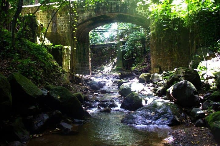 Basseterre Rainforest Hike — Wingfield Estate Tropical Trail Guide