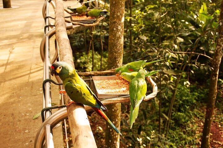 Parque das Aves Bird Park: Iguassu Falls Guided Admission & Tour photo 2