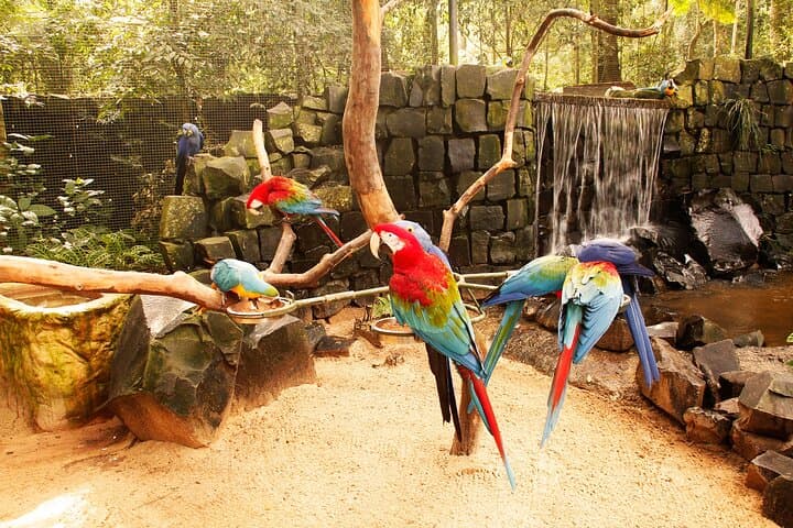 Parque das Aves Bird Park: Iguassu Falls Guided Admission & Tour photo 3