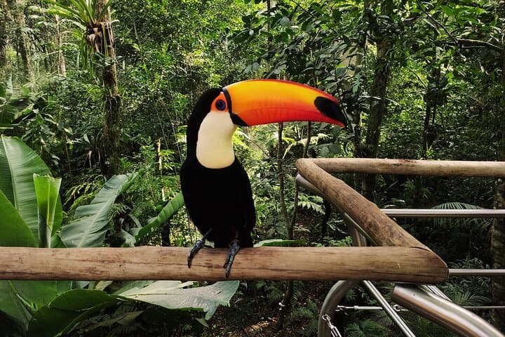 Parque das Aves Bird Park: Iguassu Falls Guided Admission & Tour photo 4