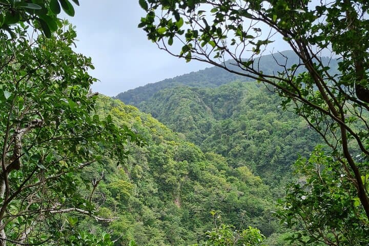 Basseterre Rainforest Hike — Wingfield Estate Tropical Trail Guide photo 3