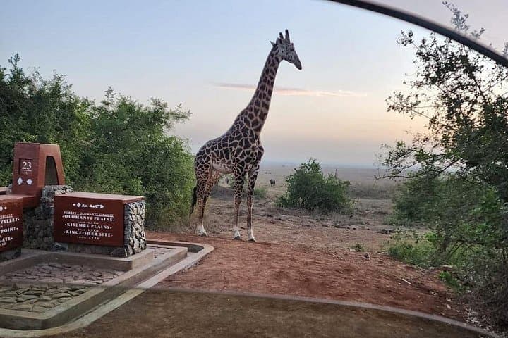 Three-Day Maasai Mara Safari: Private 2-Night Wildlife Expedition from Nairobi photo 3