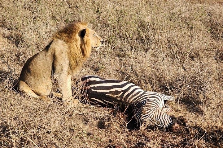 Three-Day Maasai Mara Safari: Private 2-Night Wildlife Expedition from Nairobi photo 4