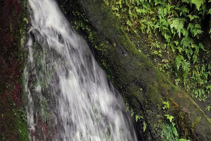 Basseterre Rainforest Hike — Wingfield Estate Tropical Trail Guide photo 4