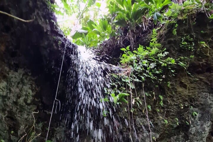 Basseterre Rainforest Hike — Wingfield Estate Tropical Trail Guide photo 5