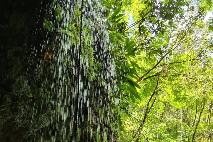 Basseterre Rainforest Hike — Wingfield Estate Tropical Trail Guide photo 6