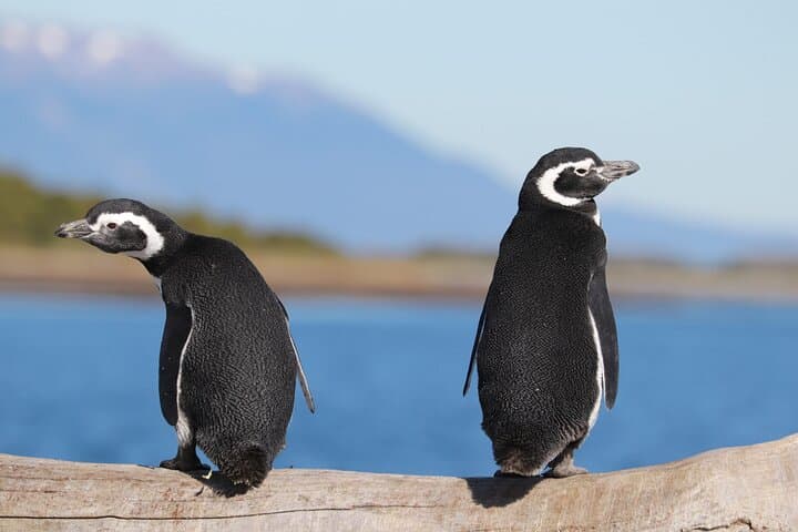 Full-Day Martillo Island Penguin Tour from Ushuaia photo 4