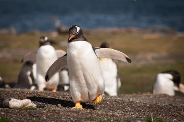Full-Day Martillo Island Penguin Tour from Ushuaia