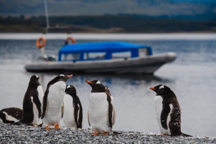Full-Day Martillo Island Penguin Tour from Ushuaia photo 2