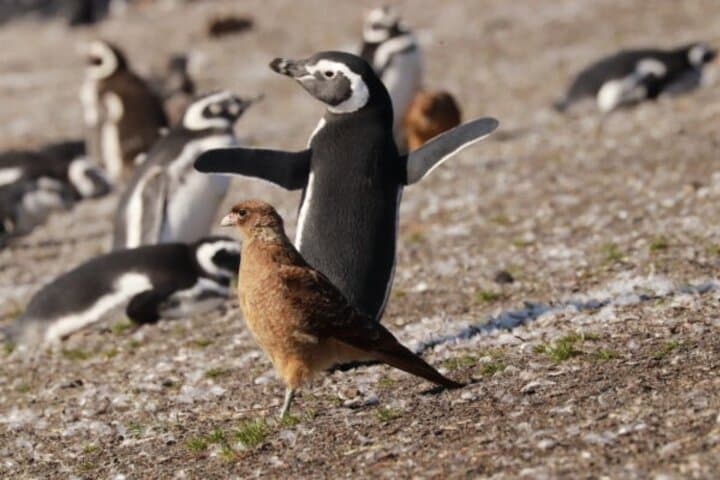 Full-Day Martillo Island Penguin Tour from Ushuaia photo 3