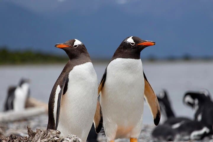 Full-Day Martillo Island Penguin Tour from Ushuaia photo 6