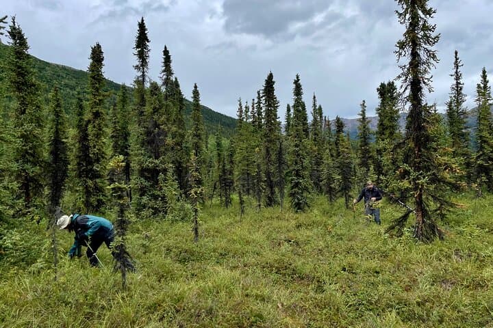 Denali Park Nature Walk: 3-Hour Naturalist Guided Hike photo 4