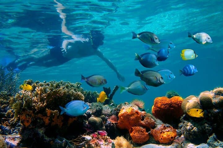 Cabarete Party Catamaran & Snorkeling — Half-Day Sail, Reefs & Drinks photo 4