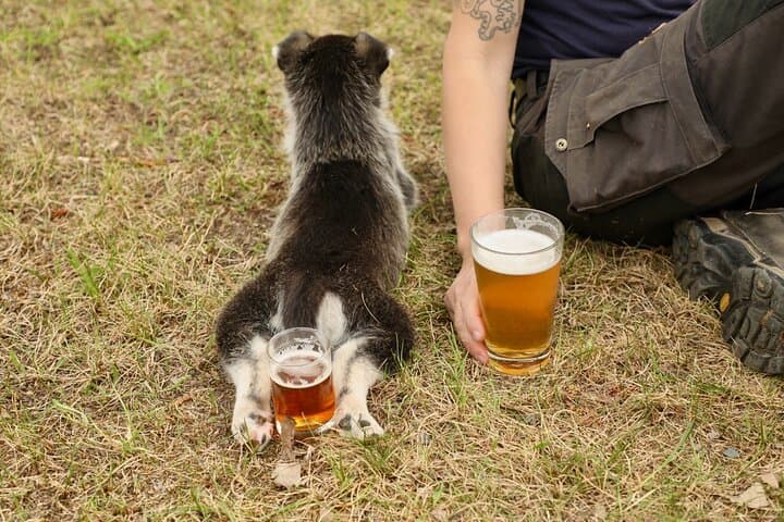 Fairbanks Beer and Puppies: 90-Minute Mushing Kennel Visit with Local Brews photo 3