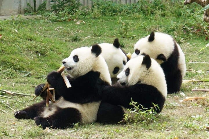 Chengdu Panda, Leshan Giant Buddha & Mount Emei 2-Day Private Tour photo 6
