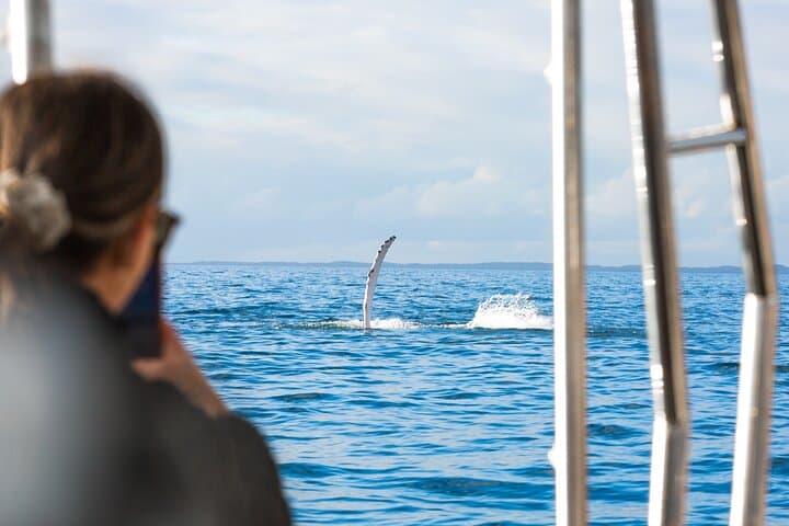 Hervey Bay Half-Day Whale Watching & Island Stop Tour in Platypus Bay photo 3
