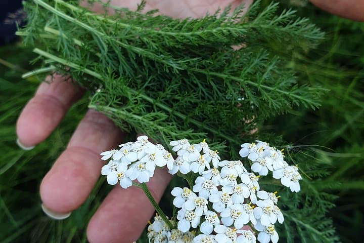 Scandinavian Herb Walk: Foraging, Tea & Folk Remedies Near Stockholm photo 1