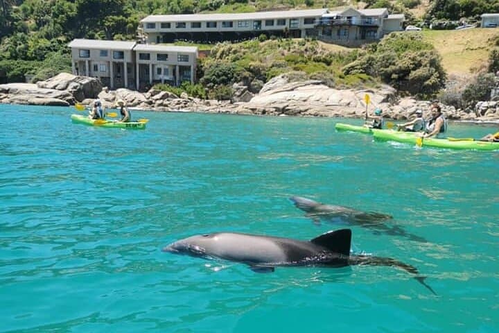 Paddle Hout Bay: Guided Kayak Tour from Cape Town with Seal Encounters photo 6