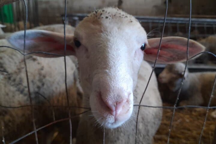 Shepherd for a Day: Cheese-Making & Rocca Calascio in Abruzzo National Park photo 4
