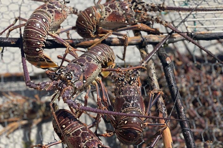 Private Bloody Bay Lobster Lunch and Snorkel at Boobie Cay, Negril photo 5