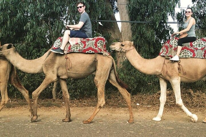 Agadir Camel Ride to Oued Souss — Dunes, Eucalyptus & Birdwatching photo 4