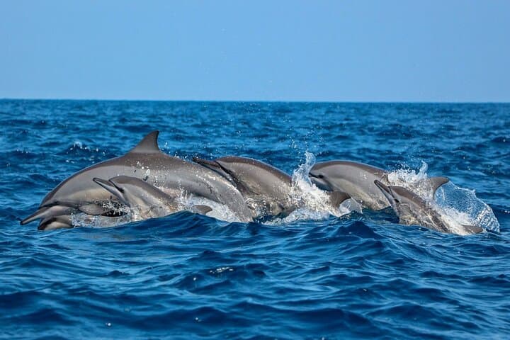 Dolphin Watching in Trincomalee: Spinner & Bottlenose Dolphin Cruise