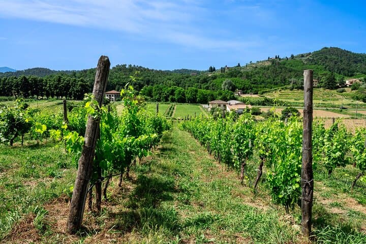 Valle del Sole, Lucca: Wine and Extra‑Virgin Olive Oil Terrace Tasting photo 6