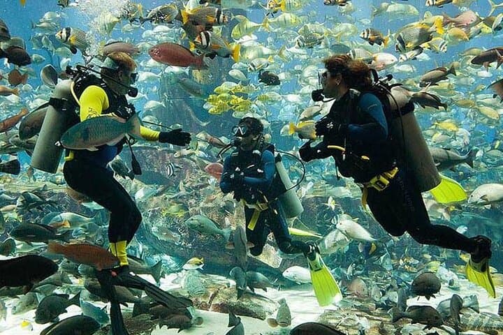 Introductory Scuba Diving at Jumeirah Beach Dubai with Private Transfers