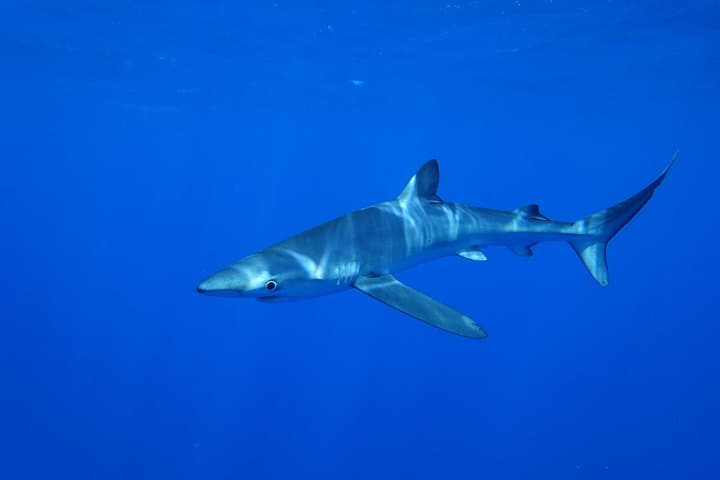 Swim with Blue Sharks off Faial Island, Azores — Guided Shark Snorkel Experience photo 3
