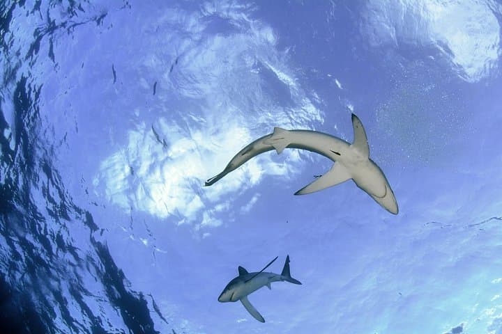 Swim with Blue Sharks off Faial Island, Azores — Guided Shark Snorkel Experience photo 4