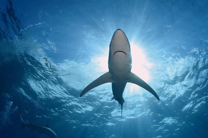 Swim with Blue Sharks off Faial Island, Azores — Guided Shark Snorkel Experience photo 2