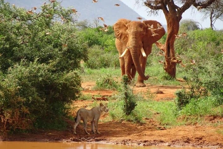 3-Day Luxury Safari at Salt Lick: Taita Hills Wildlife Experience photo 4