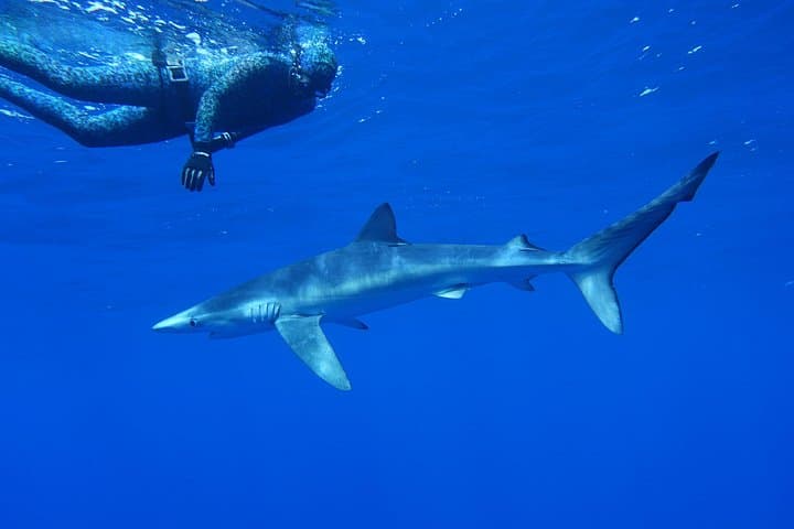 Swim with Blue Sharks off Faial Island, Azores — Guided Shark Snorkel Experience