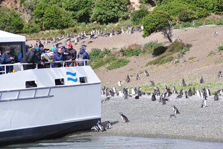 Sailing the Beagle Channel to the Penguin Islands — Ushuaia Wildlife Cruise photo 3