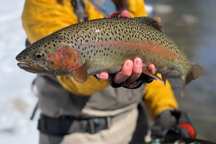 Full-Day Wade & Walk Fly Fishing on the Eagle River — Guided Vail Trip