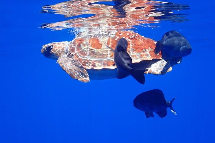 Private SEAfari Full-Day Boat Trip — Snorkel Turtles, Dolphins & Volcanic Coastlines
