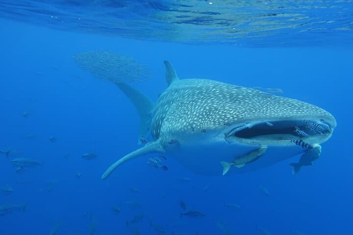 Private SEAfari Full-Day Boat Trip — Snorkel Turtles, Dolphins & Volcanic Coastlines photo 2