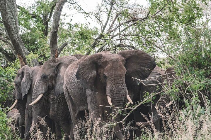 2-Day Private Tarangire Safari: Overnight Camping & Sunrise Game Drives
