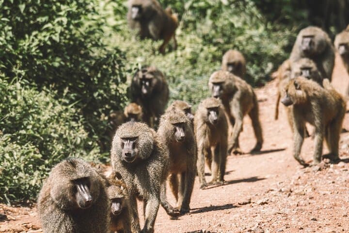 2-Day Private Tarangire Safari: Overnight Camping & Sunrise Game Drives photo 2