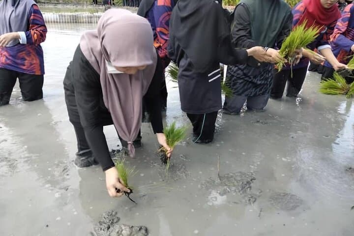 Hands-On Paddy Farming at MARDI Tanjong Karang — Full-Day Rice Field Experience in Selangor photo 3