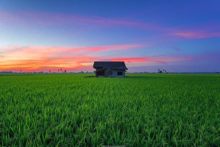 Hands-On Paddy Farming at MARDI Tanjong Karang — Full-Day Rice Field Experience in Selangor photo 2