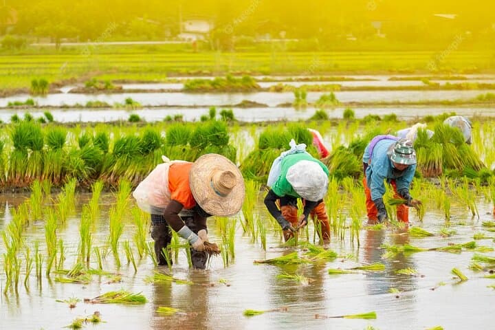 Hands-On Paddy Farming at MARDI Tanjong Karang — Full-Day Rice Field Experience in Selangor
