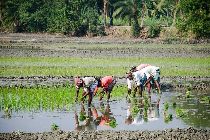 Hands-On Paddy Farming at MARDI Tanjong Karang — Full-Day Rice Field Experience in Selangor photo 6