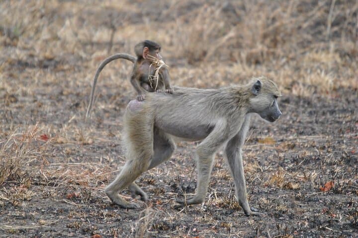 5-Day Private Safari: Mikumi to Nyerere (Selous) — Classic Southern Tanzania photo 3